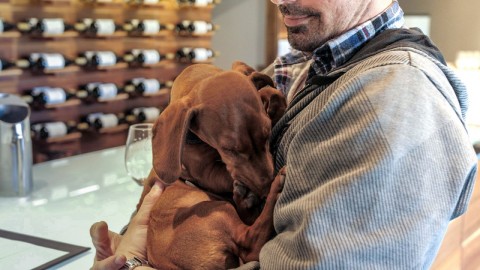 Wine tasting with sleeping pup at Oakvale Wines